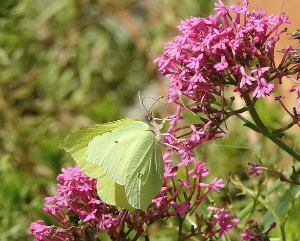 brimstone